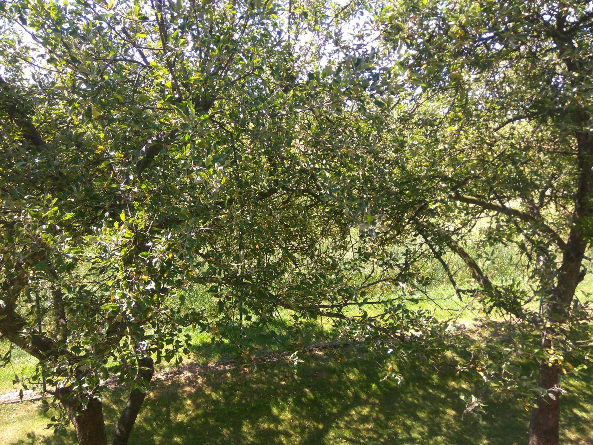 Pension & Restaurant Silma With Wellness Rychvald 外观 照片